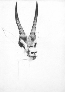 antelope head study black and white pen and ink drawing