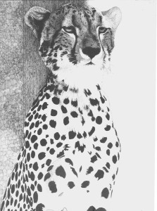 cheetah portrait black and white pen and ink drawing