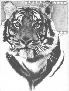 tiger portrait black and white pen and ink drawing